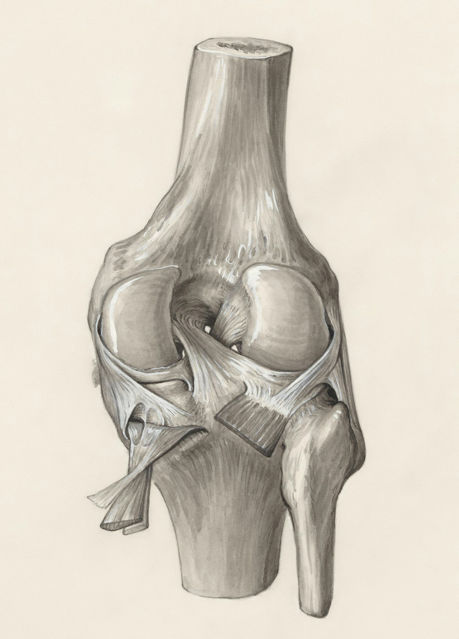 Illustration of knee anatomy