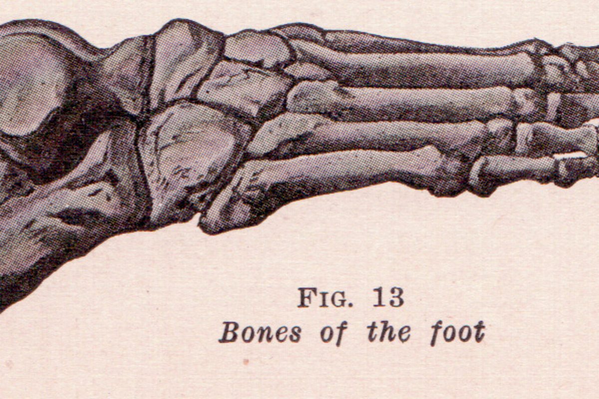 Diagram of the bones of the foot.