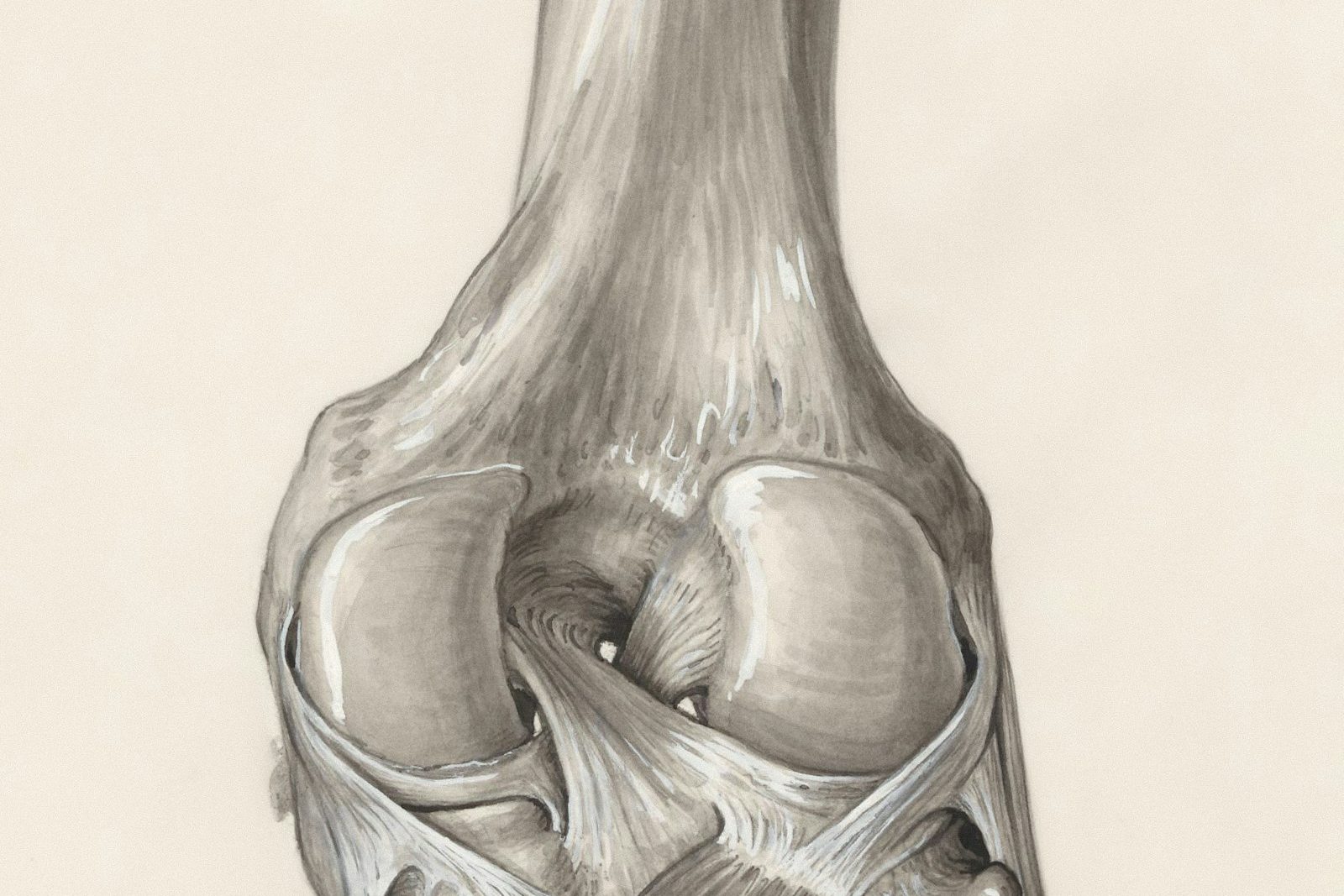 Illustration of a knee joint.